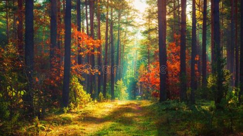 paesaggio-della-natura-di-autunno-foresta-variopinta-131400332